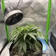 Marrakesh | Purple City Genetics