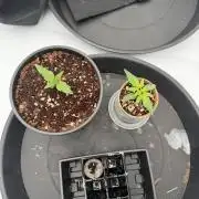 Blue Slushie F2 | Cherry Grenada