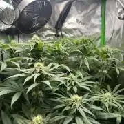 Tropical Cooler | Atlas Seeds