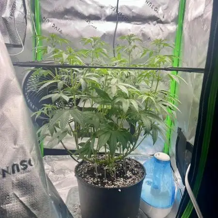 First Grow | Sundae Driver