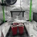 Tropical Cooler | Atlas Seeds