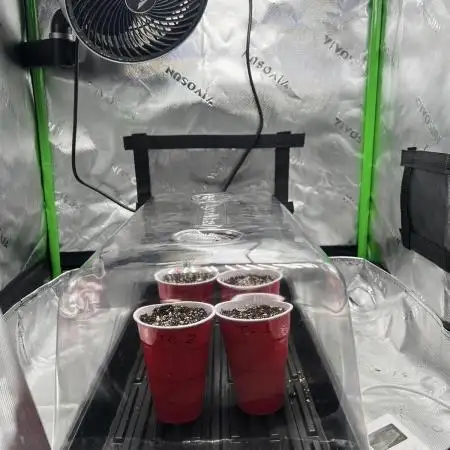 Tropical Cooler | Atlas Seeds