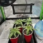 Tropical Cooler | Atlas Seeds