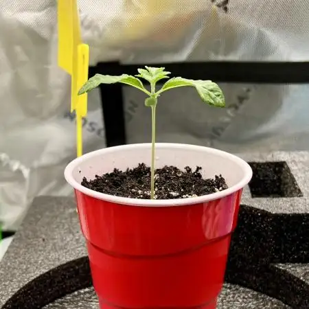 First Grow | Sundae Driver