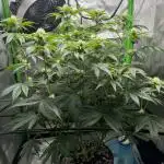 First Grow | Sundae Driver