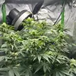 First Grow | Sundae Driver