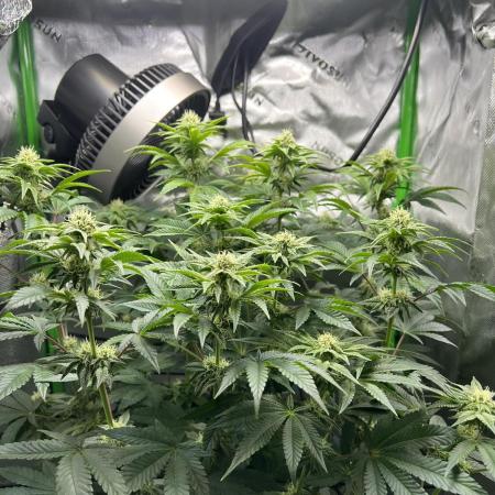 First Grow | Sundae Driver