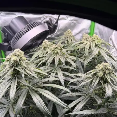 Marrakesh | Purple City Genetics