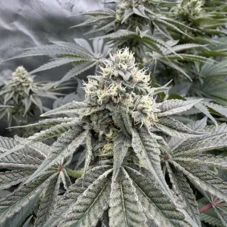 Blue Slushie F2 | Cherry Grenada