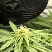 Tropical Cooler | Atlas Seeds