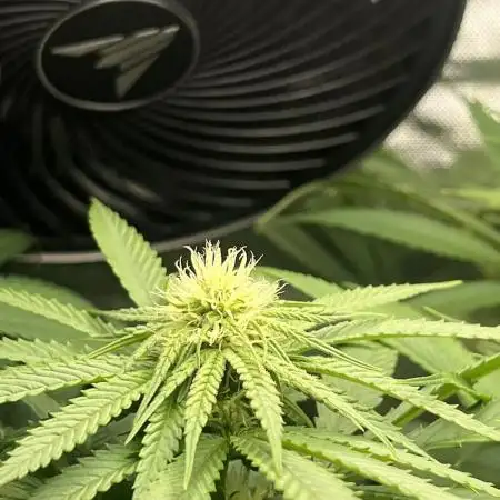 Tropical Cooler | Atlas Seeds