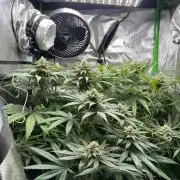 Tropical Cooler | Atlas Seeds