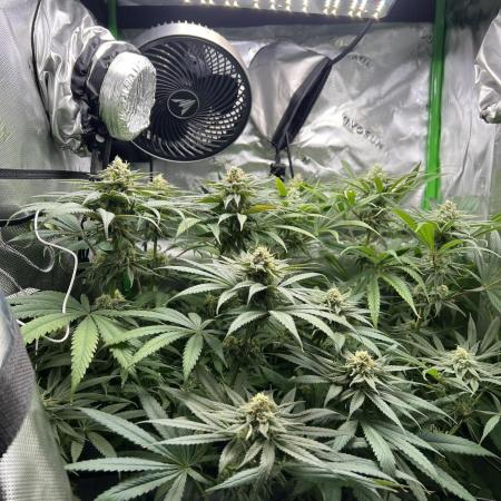 Tropical Cooler | Atlas Seeds