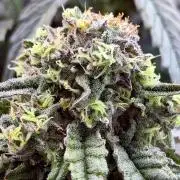 Marrakesh | Purple City Genetics