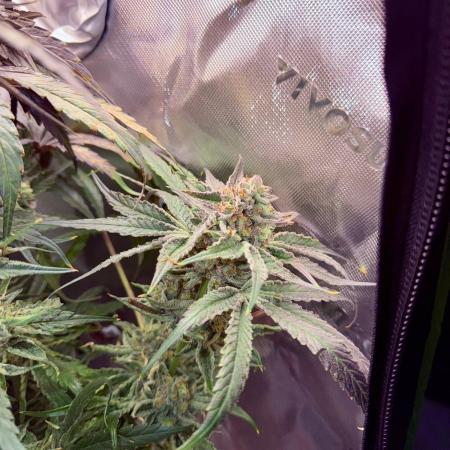Marrakesh | Purple City Genetics