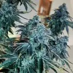 First Grow | Sundae Driver