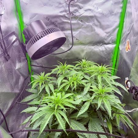 Marrakesh | Purple City Genetics