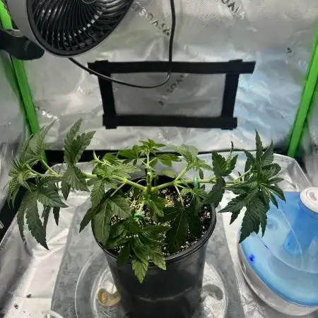 First Grow | Sundae Driver