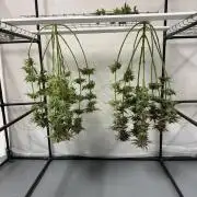 Tropical Cooler | Atlas Seeds