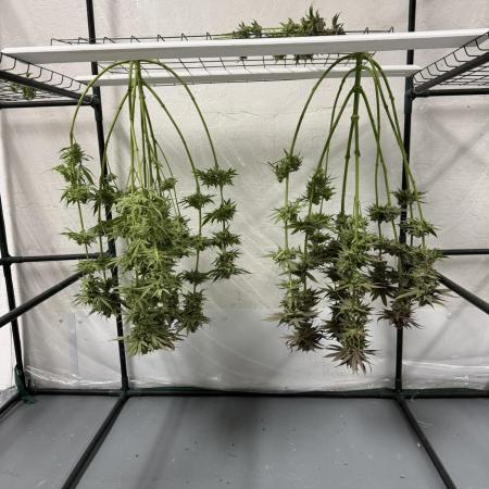 Tropical Cooler | Atlas Seeds