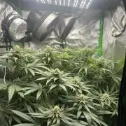Tropical Cooler | Atlas Seeds