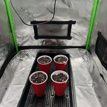 Tropical Cooler | Atlas Seeds