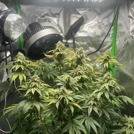 First Grow | Sundae Driver
