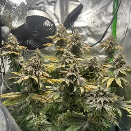 First Grow | Sundae Driver