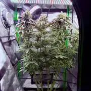 Marrakesh | Purple City Genetics