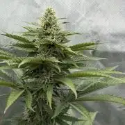 Blue Slushie F2 | Cherry Grenada