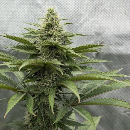 Blue Slushie F2 | Cherry Grenada