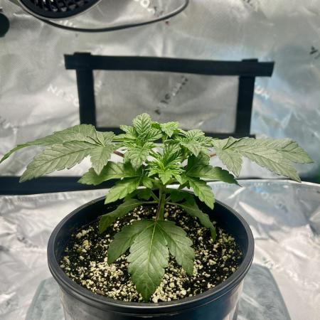 First Grow | Sundae Driver