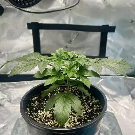 First Grow | Sundae Driver