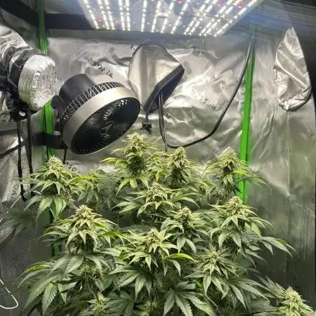 First Grow | Sundae Driver