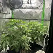 Tropical Cooler | Atlas Seeds