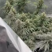 Blue Slushie F2 | Cherry Grenada