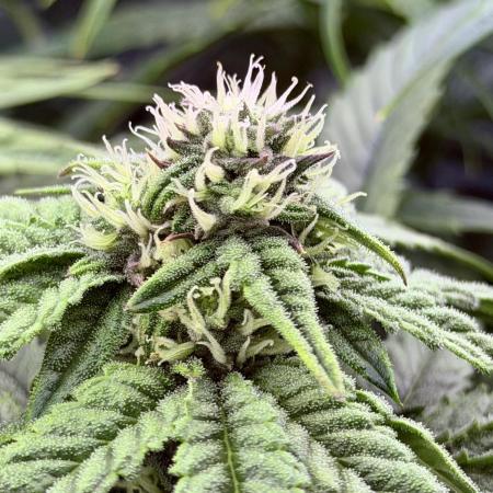 Marrakesh | Purple City Genetics