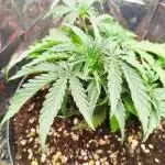 1. Autoflowering