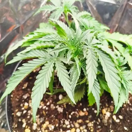 1. Autoflowering