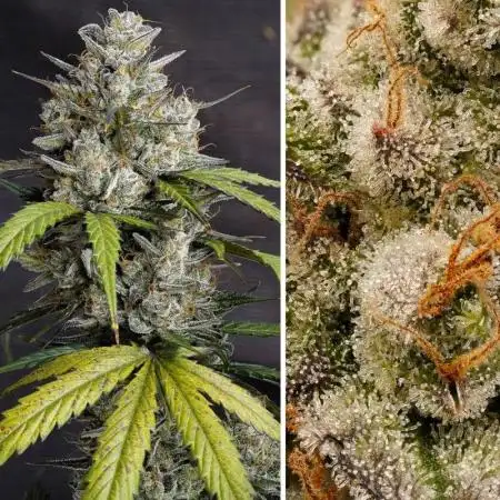 1. Autoflowering