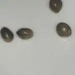 Hella Jelly from Humboldt Seed Co.