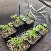 Jelly Donutz & Blueberry Cupcake