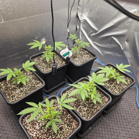 Jelly Donutz & Blueberry Cupcake