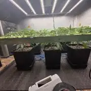 Jelly Donutz & Blueberry Cupcake