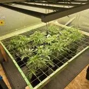 Jelly Donutz & Blueberry Cupcake