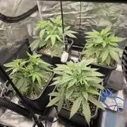 Jelly Donutz & Blueberry Cupcake