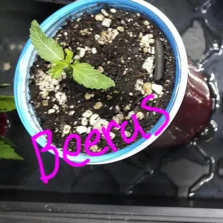 Skunk Devil Genetics