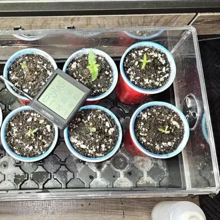 Skunk Devil Genetics