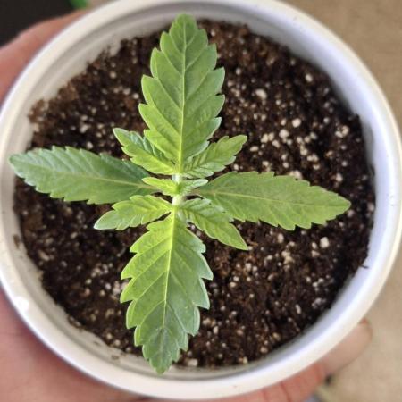 EncogNeato's Grows
