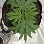 EncogNeato's Grows